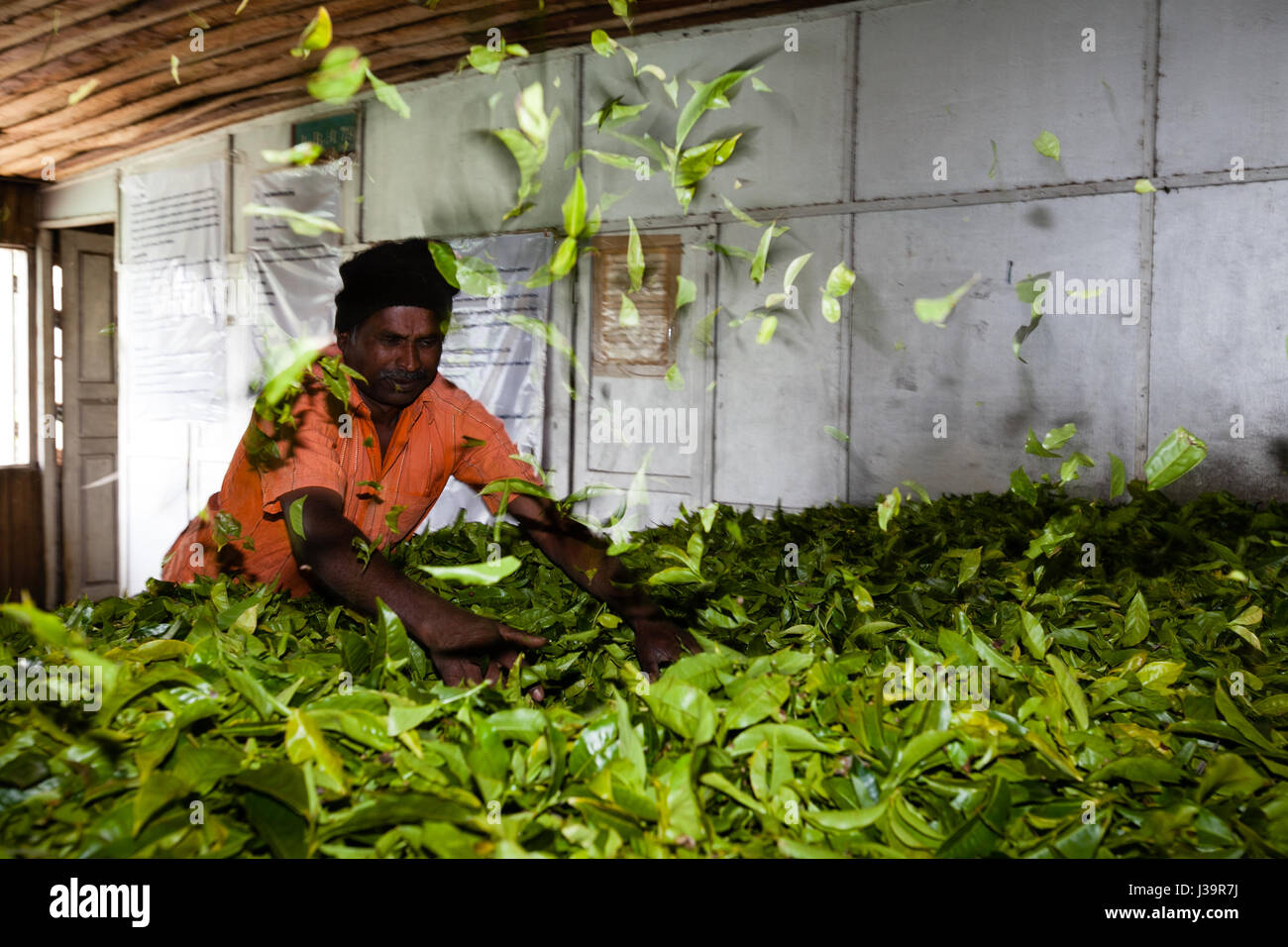 In einer Teefabrik, in der Nähe von Munnar Stockfoto
