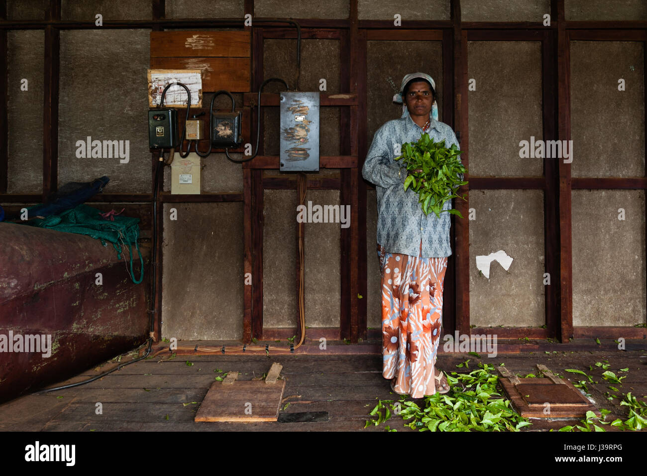 In einer Teefabrik, in der Nähe von Munnar Stockfoto
