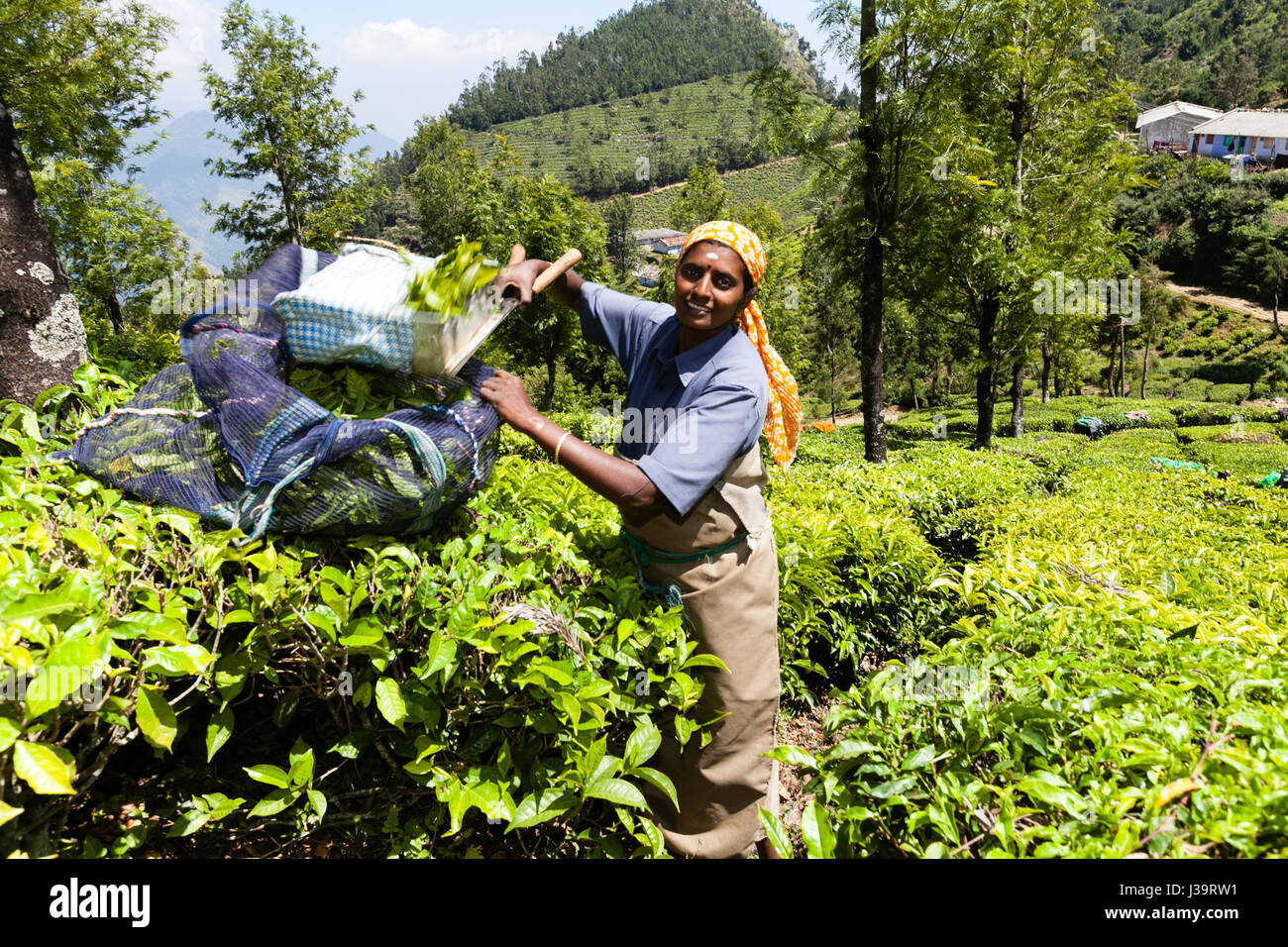 Teepflückerinnen in der Nähe von Munnar, Kerala Stockfoto