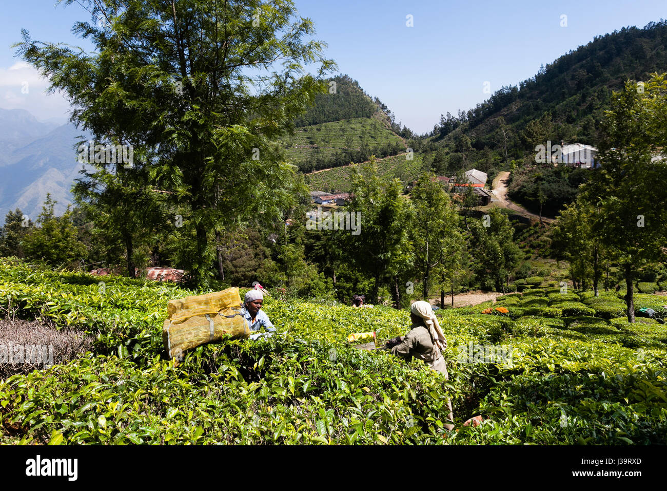 Teepflückerinnen in der Nähe von Munnar, Kerala Stockfoto