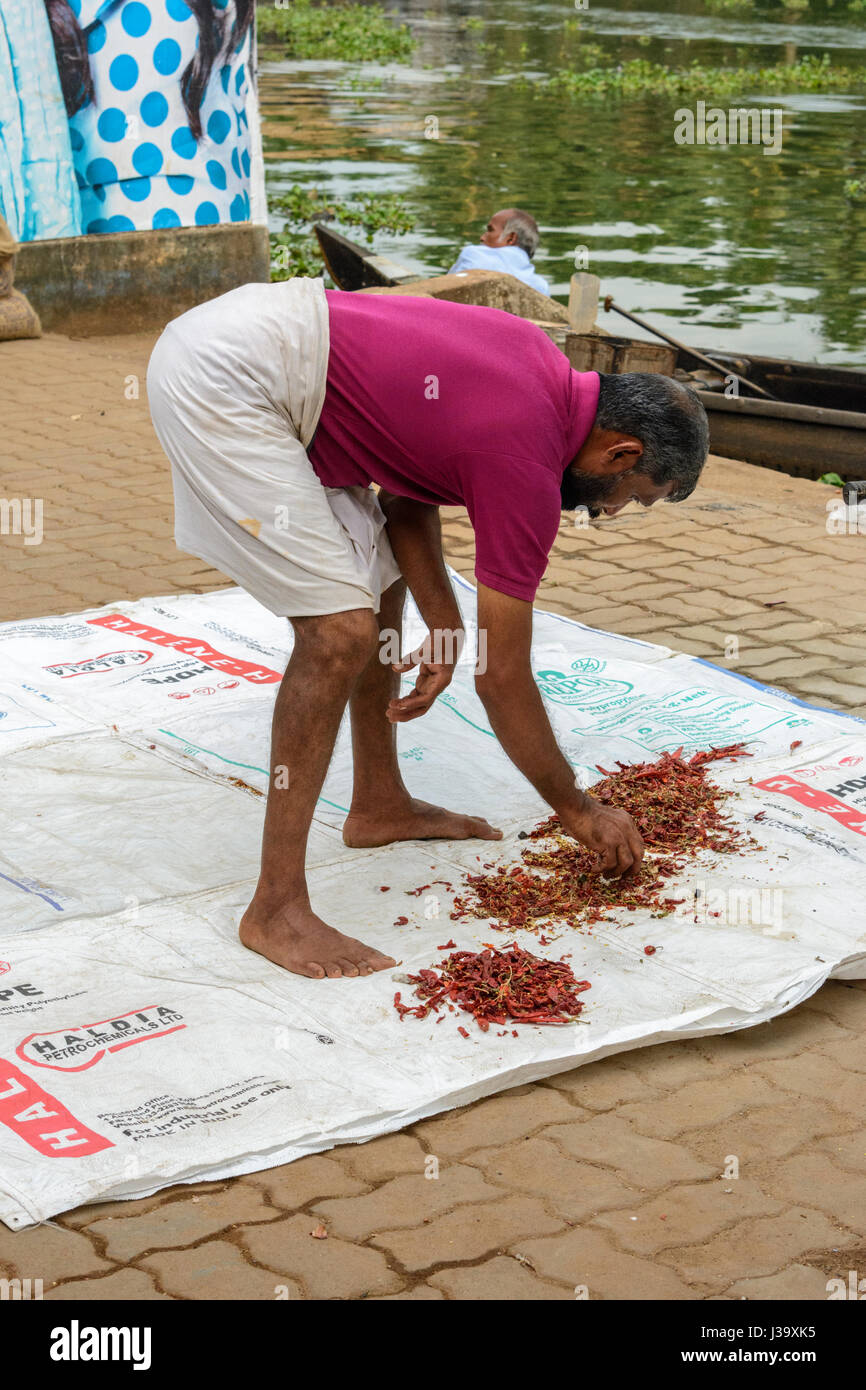 Ein Keralas Mann stellt Chilischoten, zum Trocknen in die Sonne auf den Backwaters von Kerala, Alappuzha Bezirk, Kerala, Süd-Indien, Südasien Stockfoto