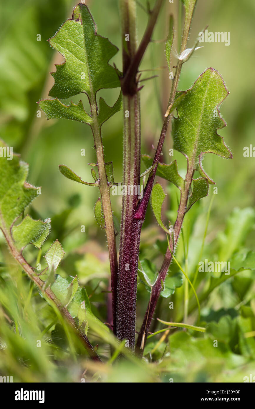 Schnabel des HawkBart (Crepis Vesicaria) lila Basis des Stengels