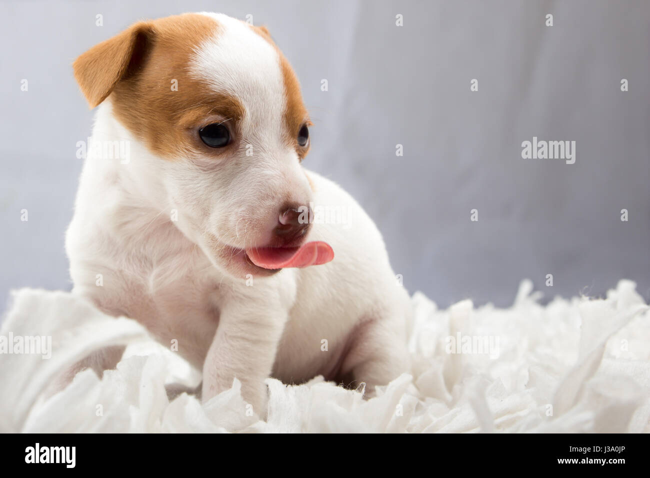 Niedlichen Welpen... Peanut Butter Essen Stockfoto