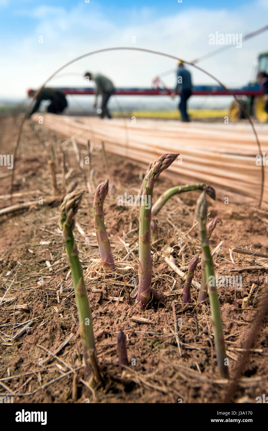 Spargelstangen auf einem Bauernhof in der Nähe von Ross-on-Wye wo die Ernte, die Unseasonaly früh angekommen ist Stockfoto