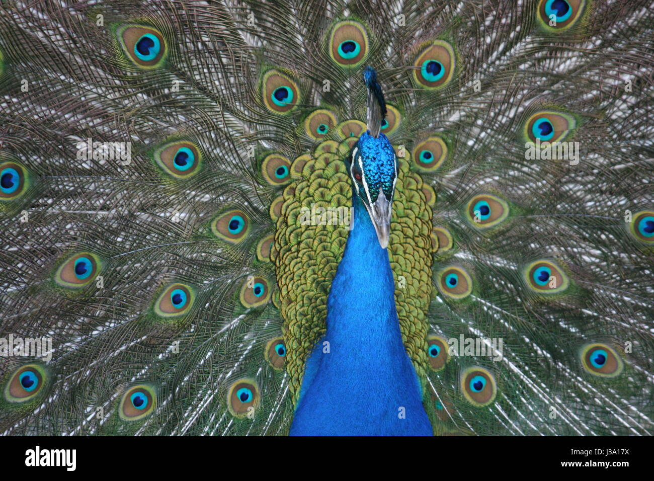 Peacock closeup Stockfoto