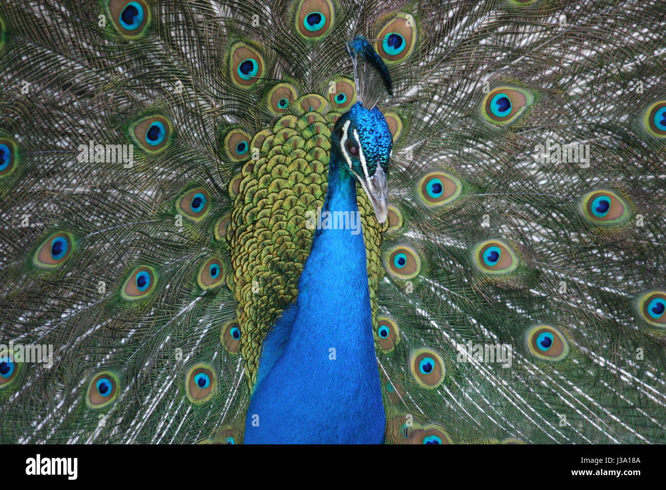 Peacock closeup Stockfoto