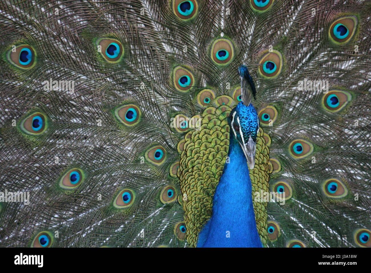 Peacock closeup Stockfoto