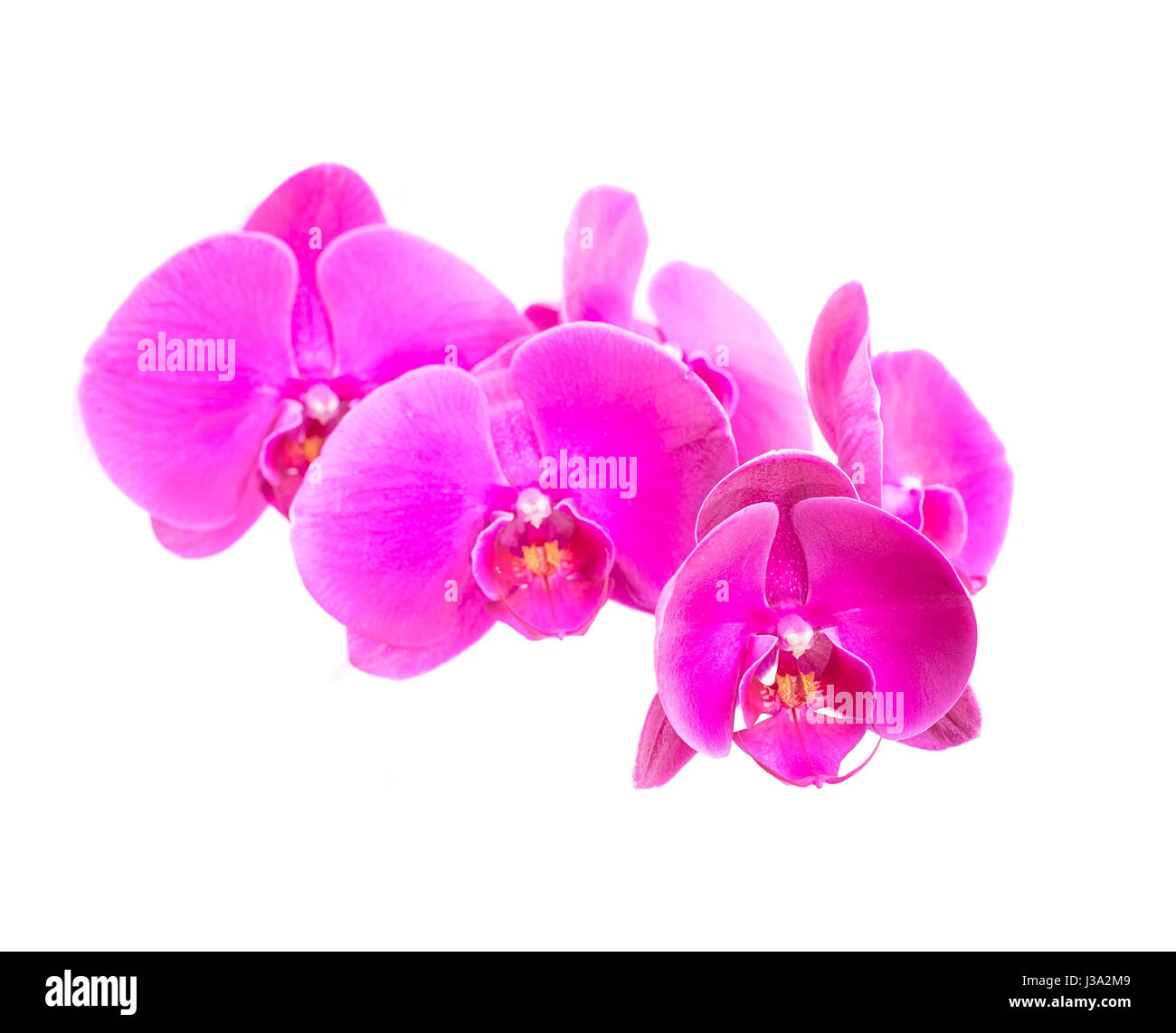 Orchidee auf weißem Hintergrund Stockfoto
