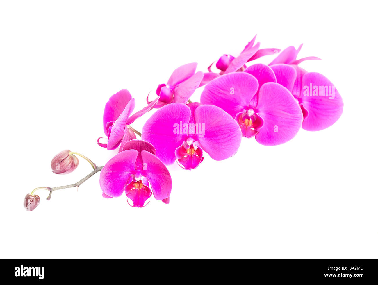 Orchidee auf weißem Hintergrund Stockfoto