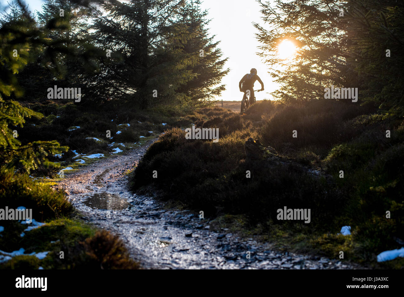 Ein Mountainbiker fährt eine Spur im Whinlatter bei Sonnenuntergang, einzig wahre Bergwald Englands. Stockfoto