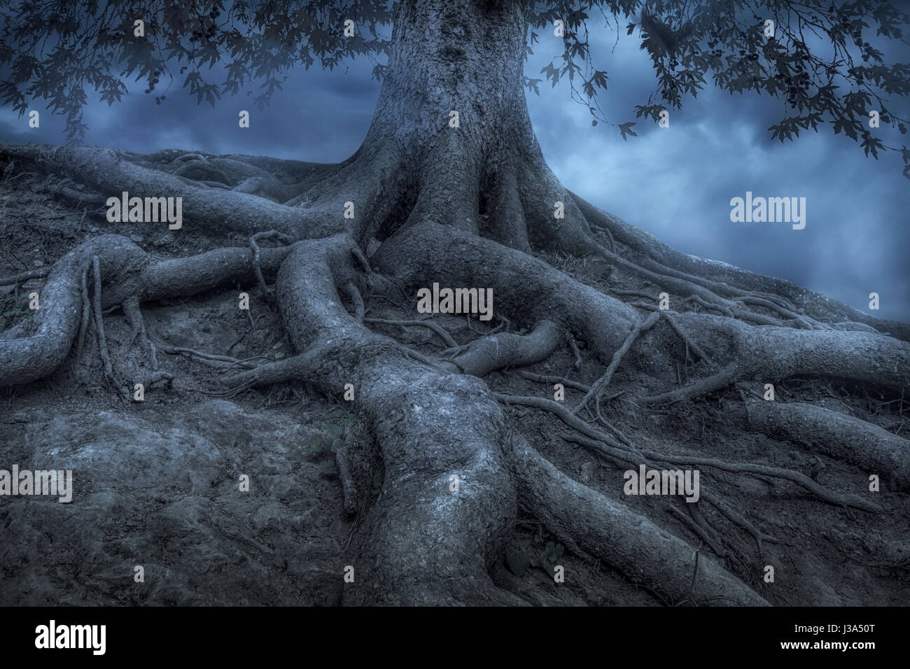 Wurzeln eines Baumes in einem nebligen Wald Stockfoto