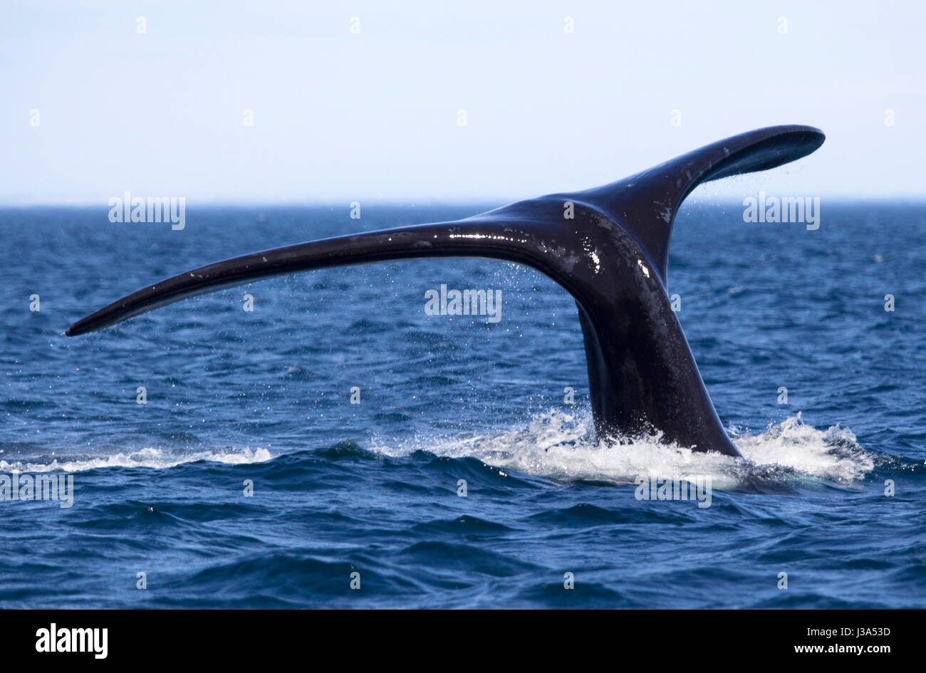 Die großen Schwanz einer 'Southern Right Whale". Puerto Piramides, Halbinsel Valdes Argentinien. Stockfoto