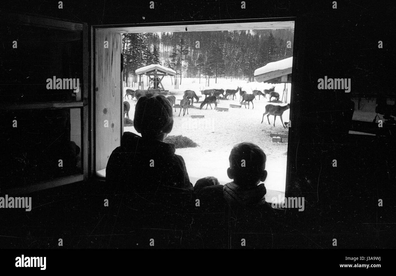 Fütterung von Wildtieren in Berchtesgaden, 1952 Stockfoto