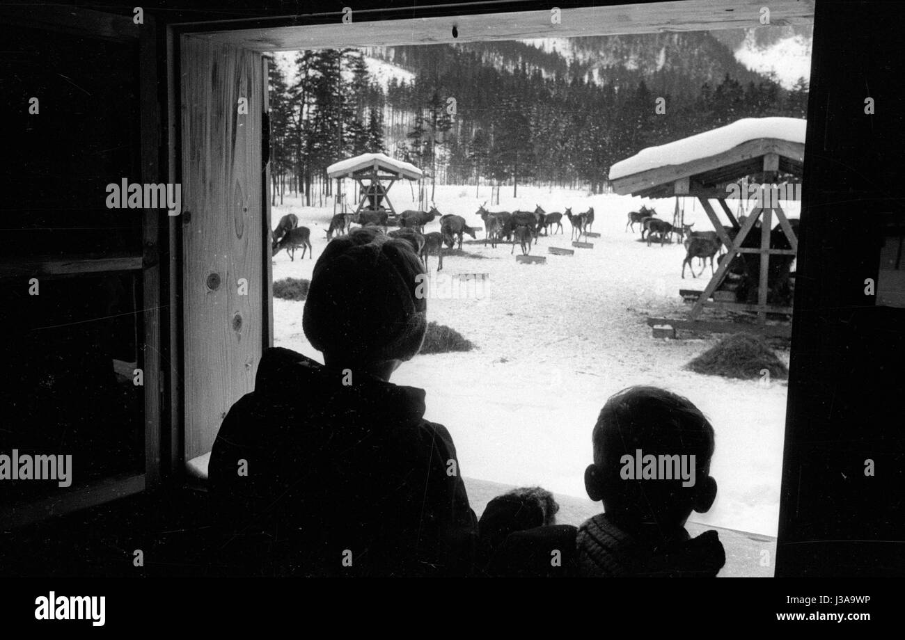 Fütterung von Wildtieren in Berchtesgaden, 1952 Stockfoto