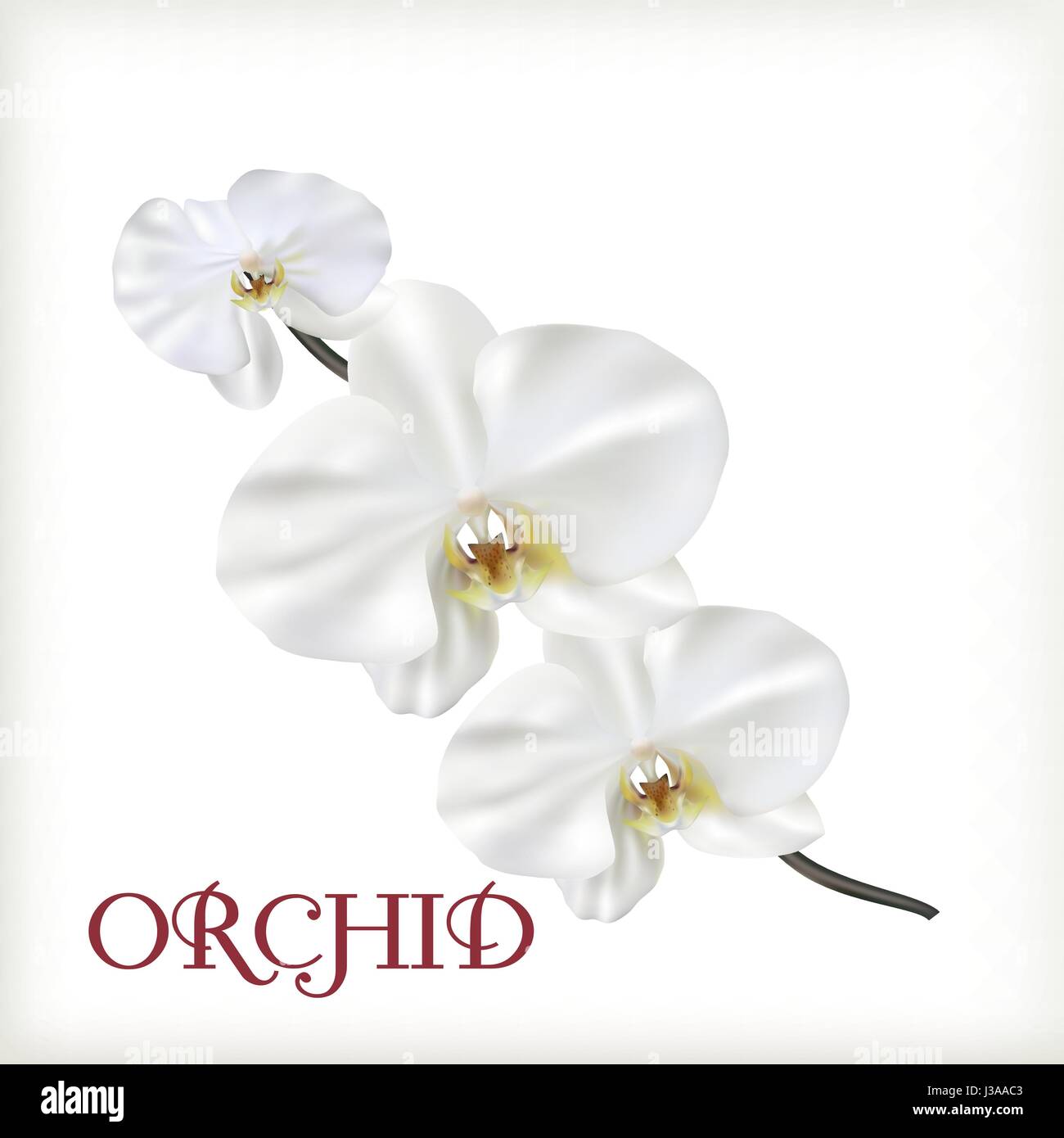 Weißen Blüten der Orchidee Stock Vektor