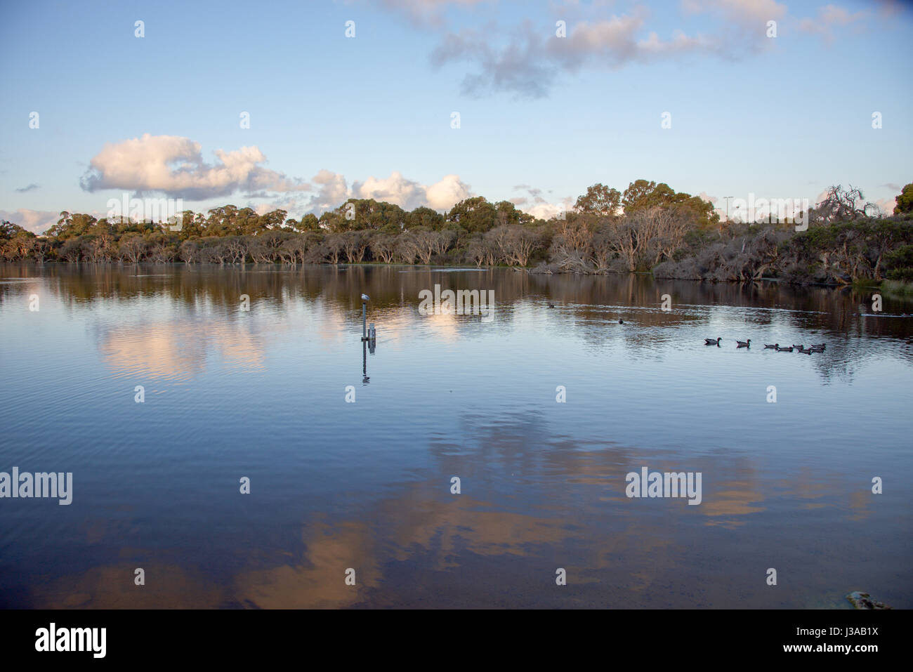 Familie Holz Enten schwimmen in Manning See in der Abenddämmerung mit Feuchtgebiet Bäume bei Dämmerung Himmel in Hamilton Hill, Western Australia. Stockfoto