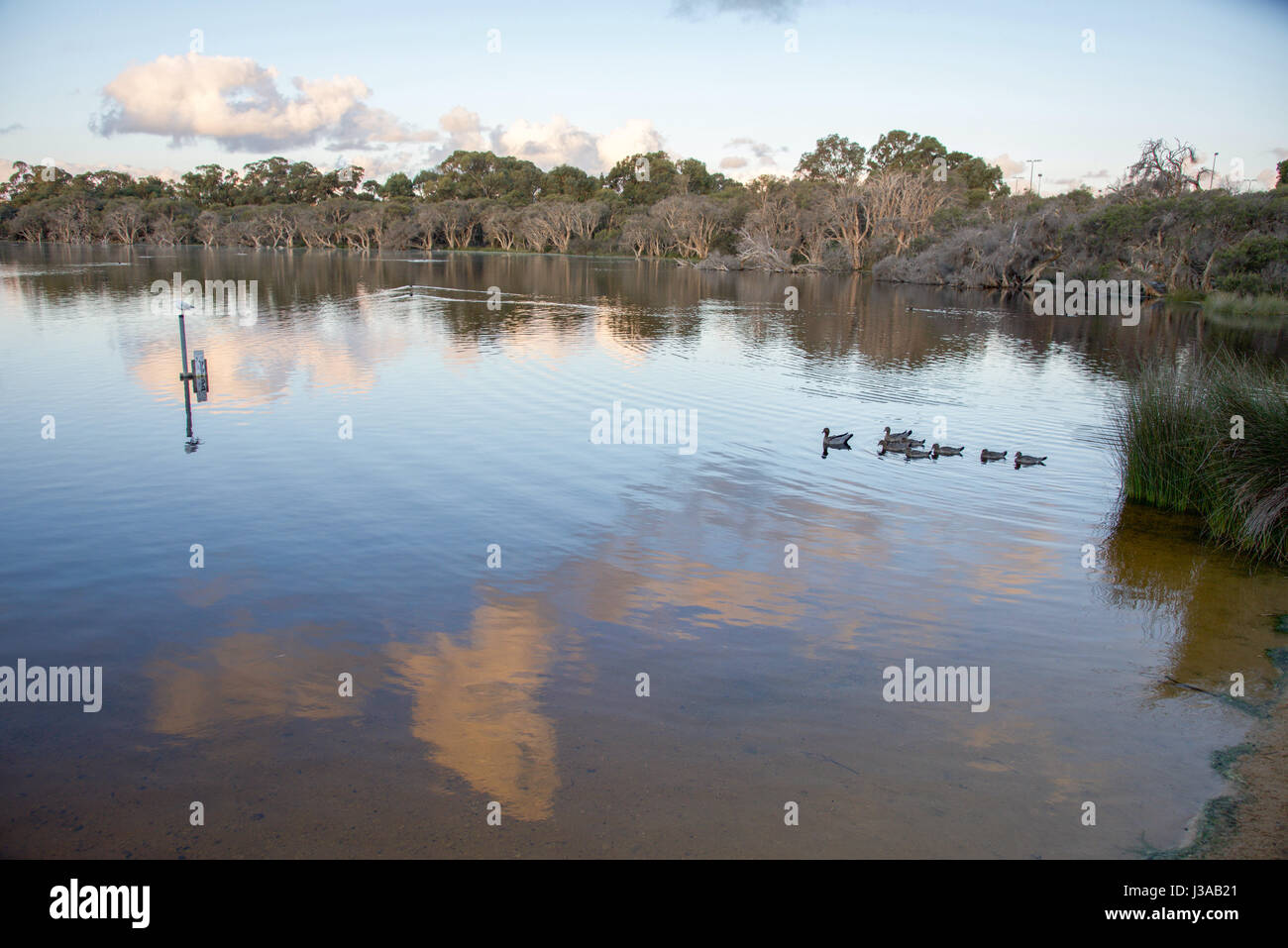 Familie Holz Enten schwimmen in Manning See in der Abenddämmerung mit Feuchtgebiet Bäume bei Dämmerung Himmel in Hamilton Hill, Western Australia. Stockfoto