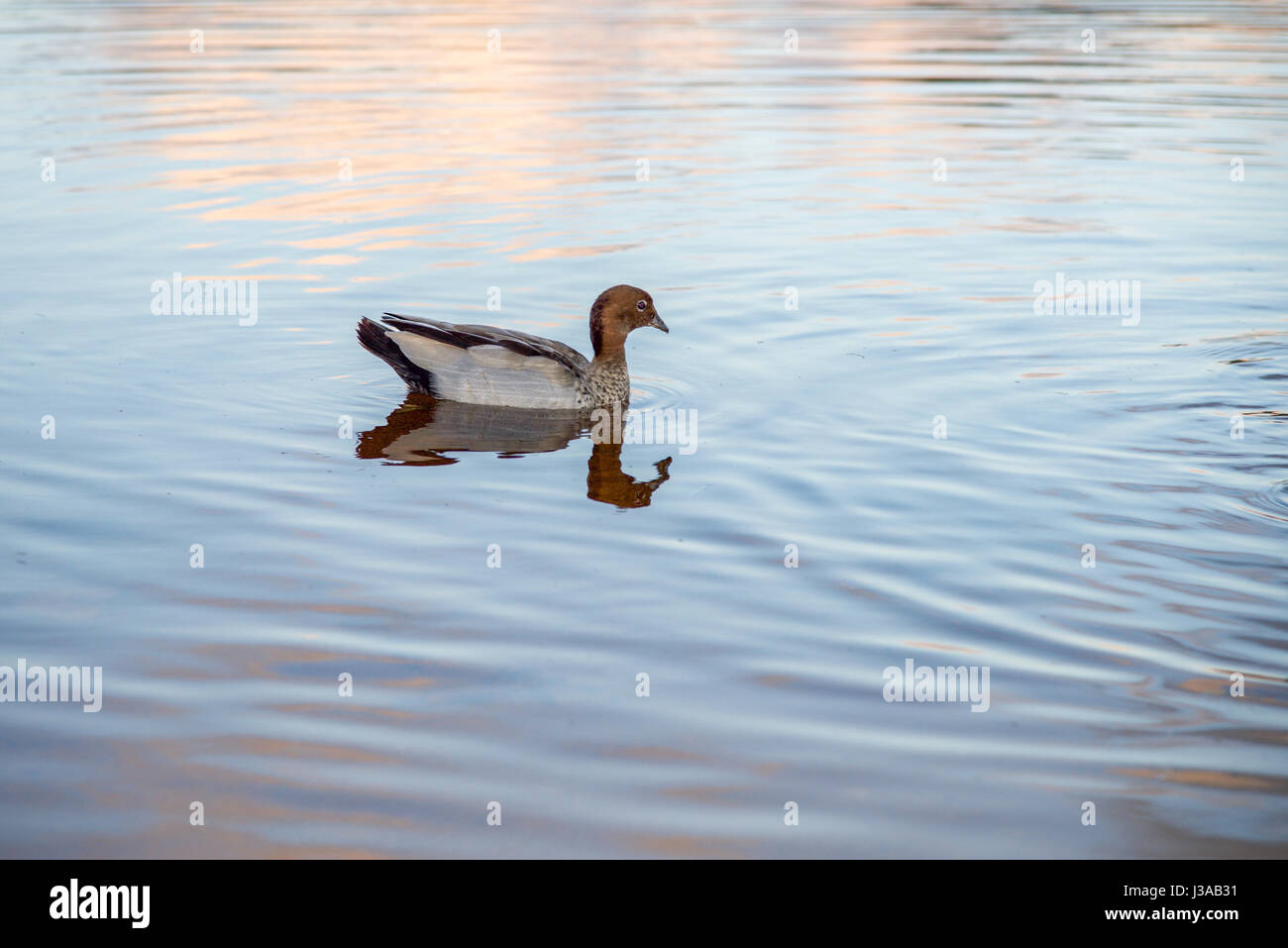 Einsamer Brautente schwimmen in den ruhigen Gewässern der Manning-See Feuchtgebiet in Hamilton Hill, Western Australia Stockfoto