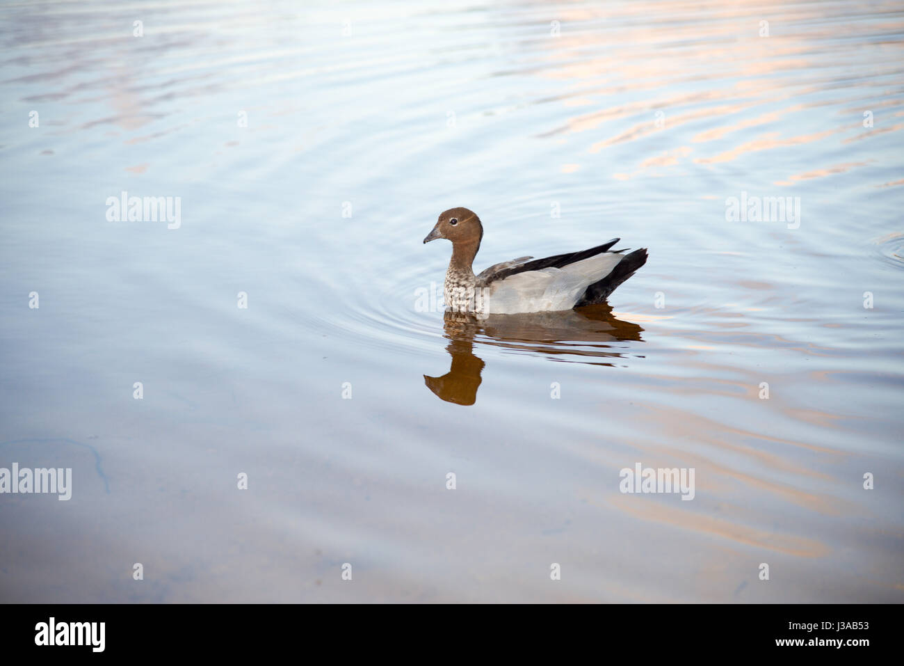 Einsamer Brautente schwimmen in den ruhigen Gewässern der Manning-See Feuchtgebiet in Hamilton Hill, Western Australia Stockfoto