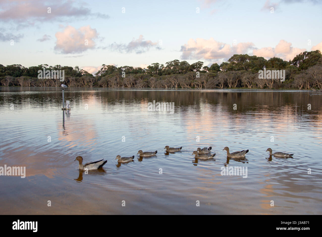 Familie Holz Enten schwimmen in Manning See in der Abenddämmerung mit Feuchtgebiet Bäume bei Dämmerung Himmel in Hamilton Hill, Western Australia. Stockfoto