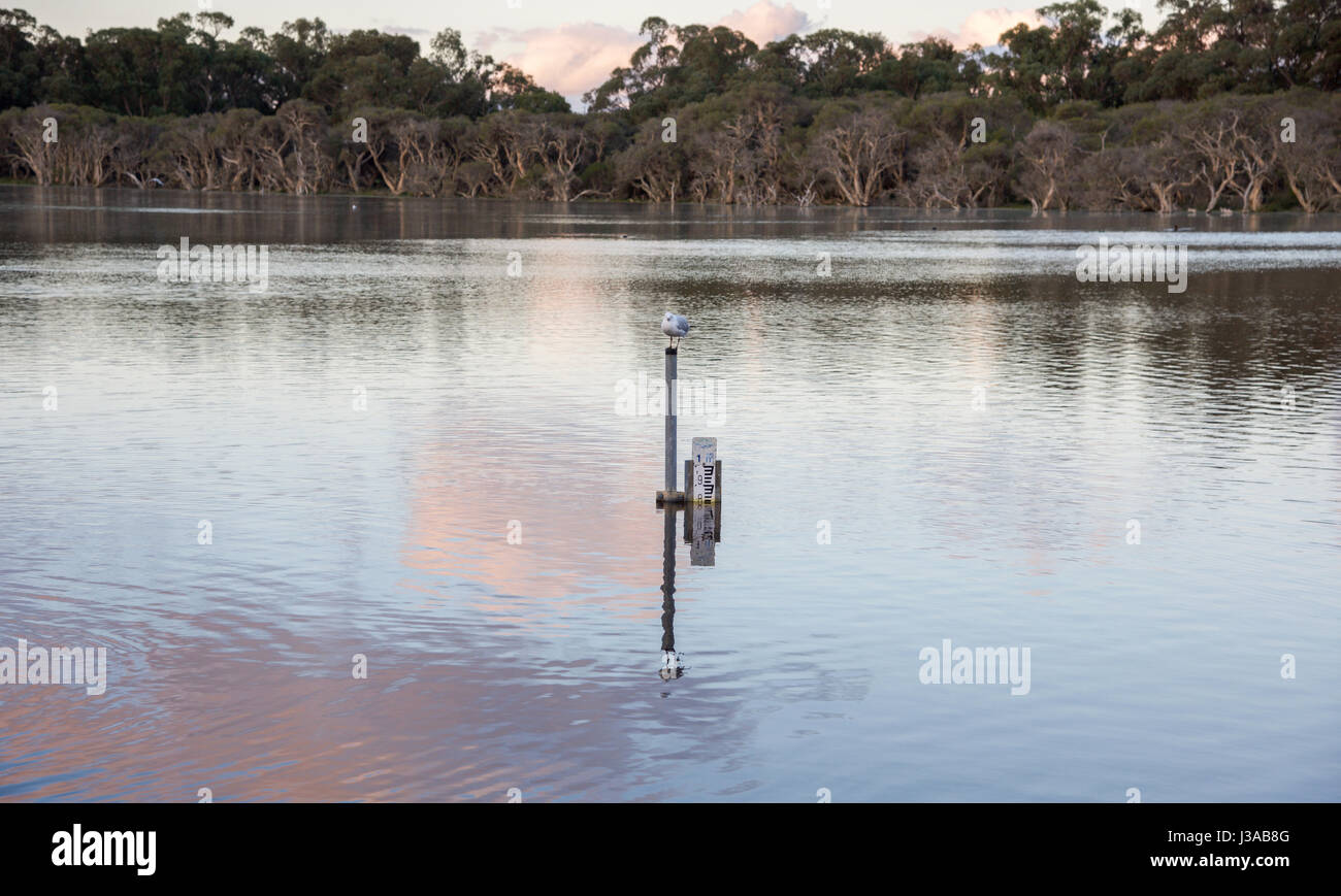 Möwe auf den Wasserstand Messgerät am Manning See mit üppigen Feuchtgebiet Grün in der Abenddämmerung in Hamilton Hill, Western Australia. Stockfoto