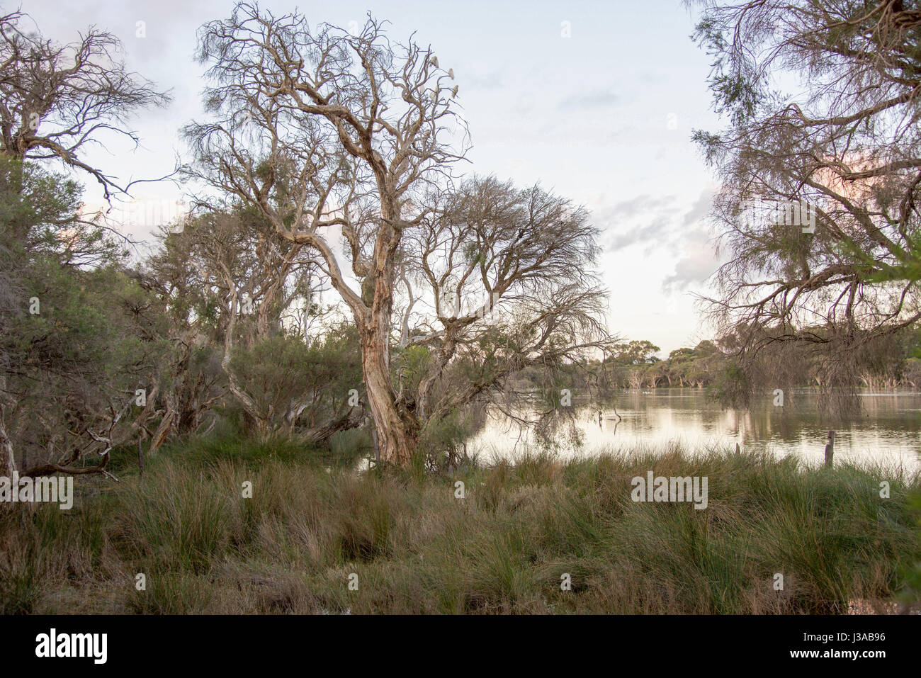 Little Corella Vögel Wildlife in den Baumkronen der Feuchtgebiet Melaleuca Bäume am Manning Park Natur reservieren in Hamilton Hill, Western Australia Stockfoto