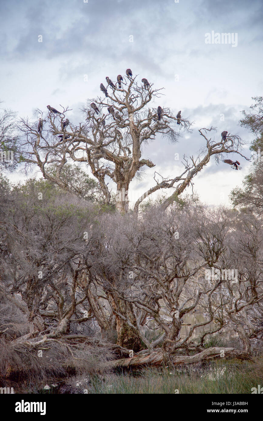 Herde von schwarzen Kakadus in den Bäumen Feuchtgebiet in der Abenddämmerung im Manning Park Naturreservat in Hamilton Hill, Western Australia. Stockfoto