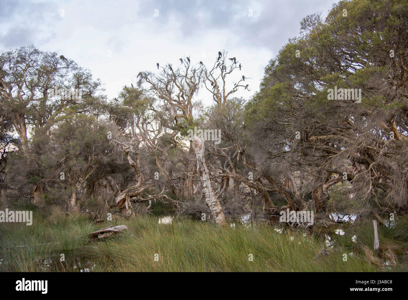 Üppige Auenlandschaft mit hohen Gräsern, Melaleuca Bäume und schwarze Kakadus in der Abenddämmerung bei Manning Park Reserve in Hamilton Hill, Western Australia Stockfoto