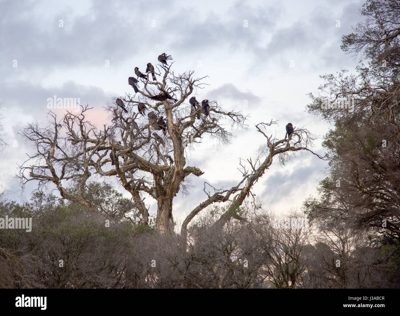 Bunte Dämmerung Himmel mit schwarzen Kakadus in den Feuchtgebieten leichte Bäumen im Manning Park in Hamilton Hill, Western Australia. Stockfoto