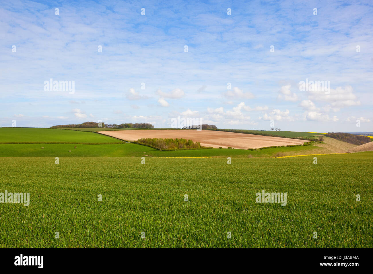 üppige grüne Weizenfelder in die Yorkshire Wolds mit Wäldern kalkhaltigen Böden und Hecken bei blau bewölktem Himmel im Frühling Stockfoto