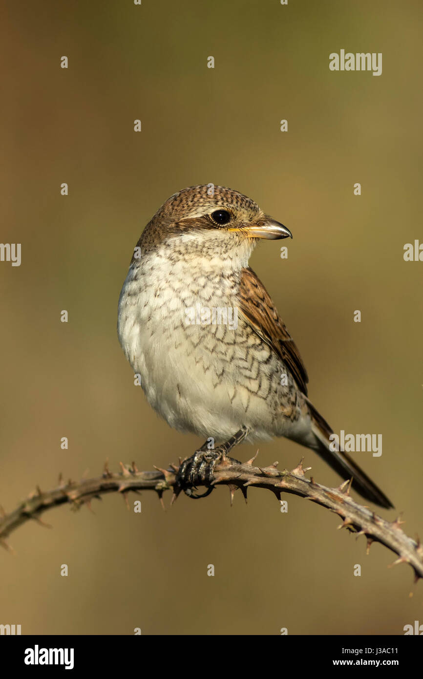 Red Backed Shrike Stockfoto