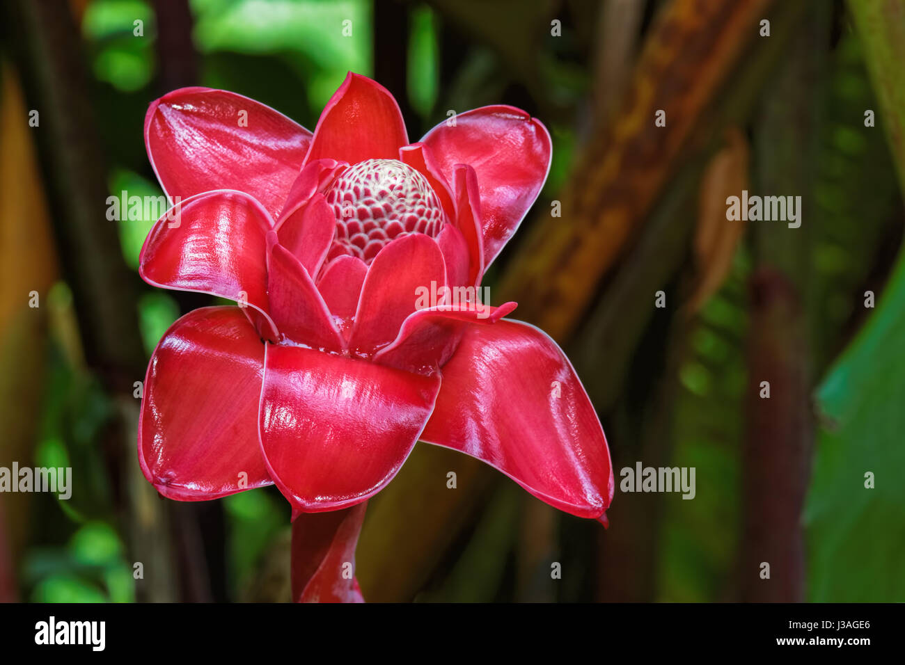 Roter Fackelginger wächst auf Maui entlang der Straße nach Hana. Stockfoto