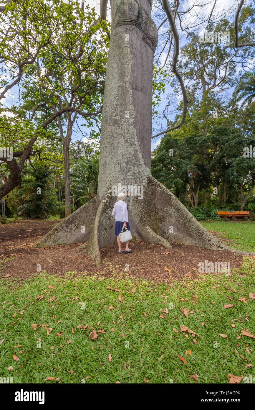 Honolulu, Hawaii 16.Feb 2017: Eine Frau steht neben einem riesigen Kapok-Baum in die Foster Botanical Gardens Stockfoto