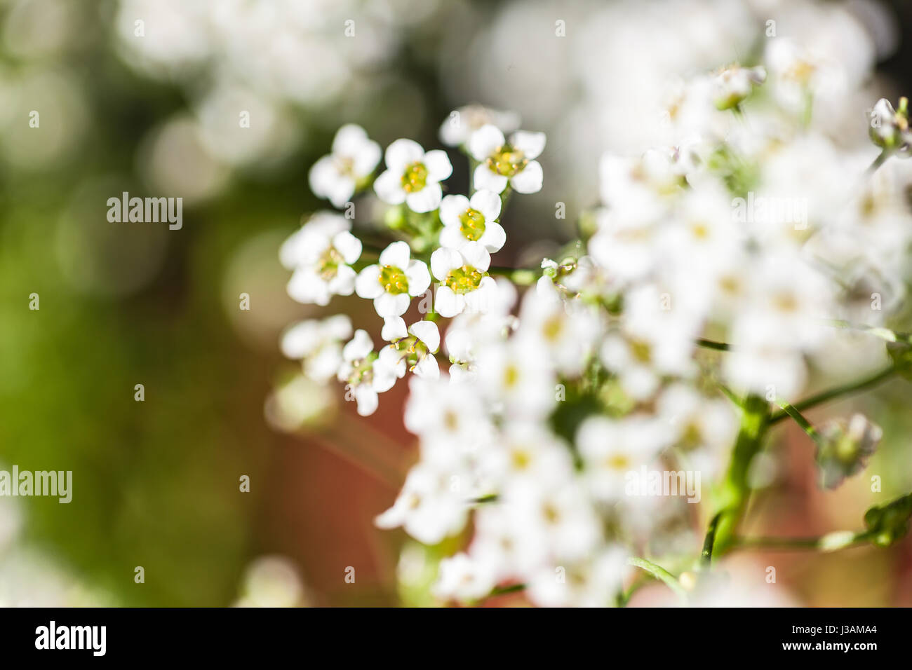 Kleines blumenstilleben Fotos und Bildmaterial in hoher Auflösung Alamy