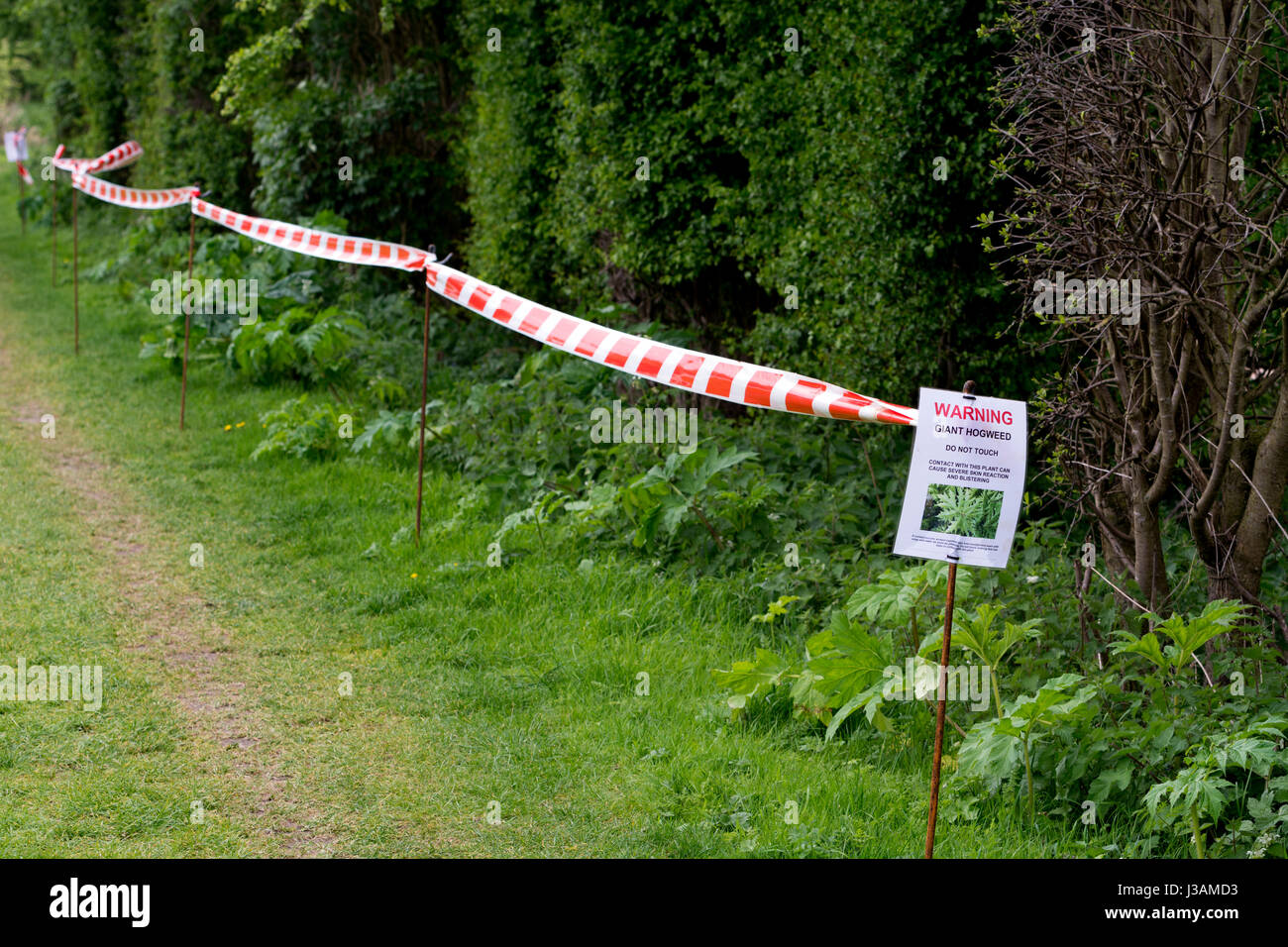Riesen-Bärenklau-Warnung beachten und mit Klebeband off-Bereich auf dem Grand Union Canal Treidelpfad, Leicestershire, UK Stockfoto