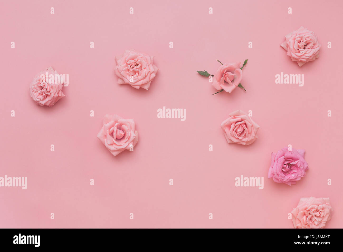 Verschiedene Rosen-Köpfe auf Pastell Hintergrund Draufsicht Textfreiraum Stockfoto