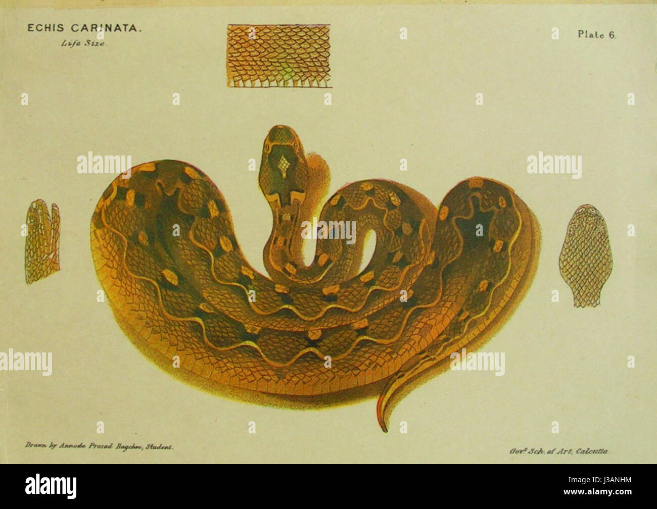 Echis carinatus ewart ist eine Unterart der Sägeschalen-Viper, einer giftigen Schlange, die hauptsächlich in Teilen Afrikas und des Nahen Ostens vorkommt. Bekannt für seine charakteristischen Skalen und sein starkes Gift, ist es eine wichtige Spezies in herpetologischen Studien. Stockfoto