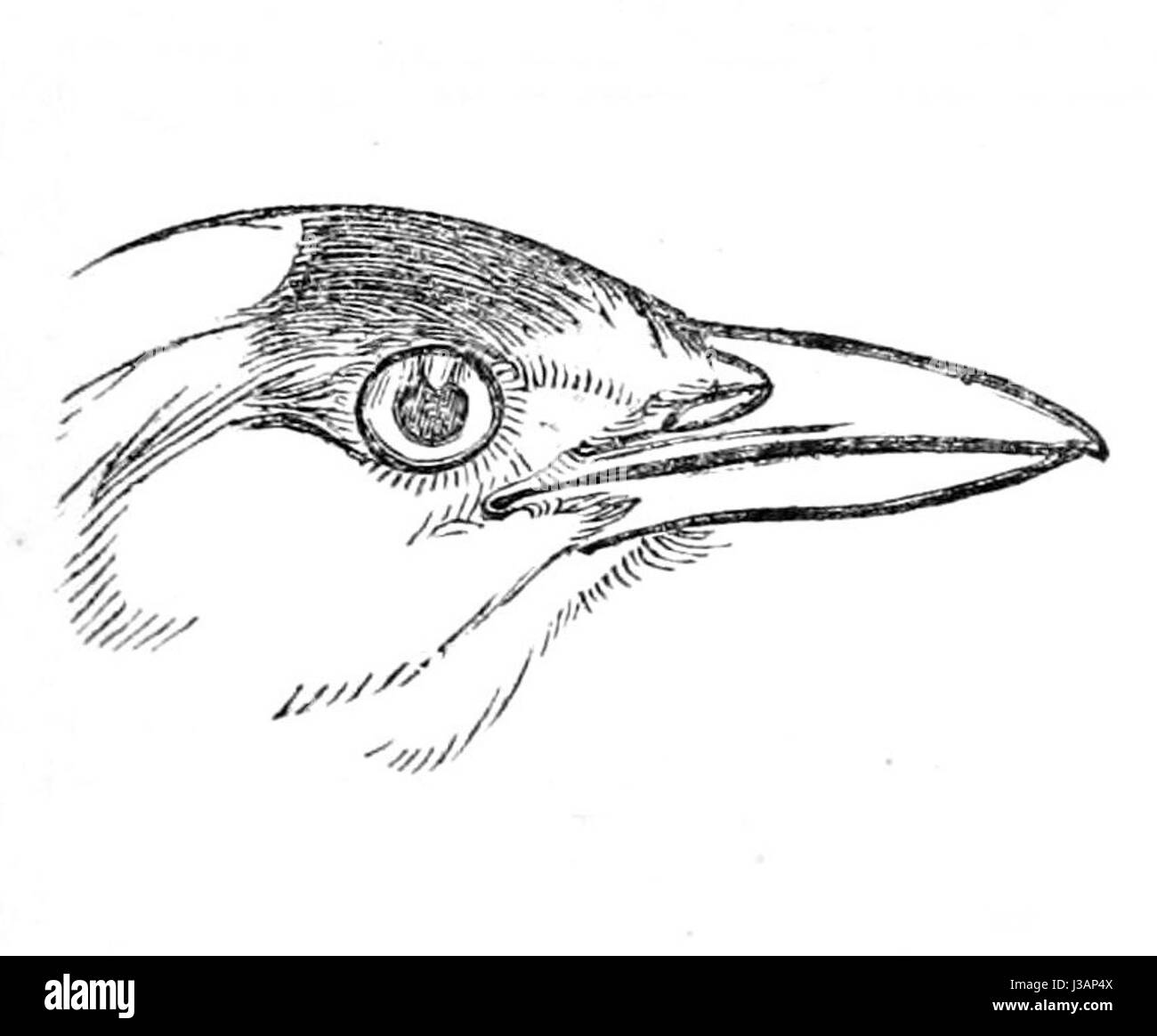 Erythropitta Granatina Coccinea Kopf 1870 Stockfoto