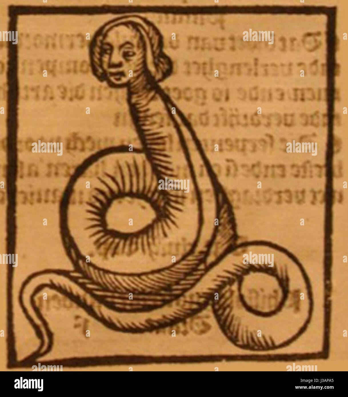Die „Dracontopede incisione“ bezieht sich auf einen Gravur oder ein Kunstwerk, das eine Dracontopede darstellt, eine mythische Kreatur oder Pflanze, die oft in historischen oder botanischen Illustrationen zu finden ist. Das Bild spiegelt die künstlerische Darstellung aus einer bestimmten Periode oder einem bestimmten kulturellen Kontext wider. Stockfoto