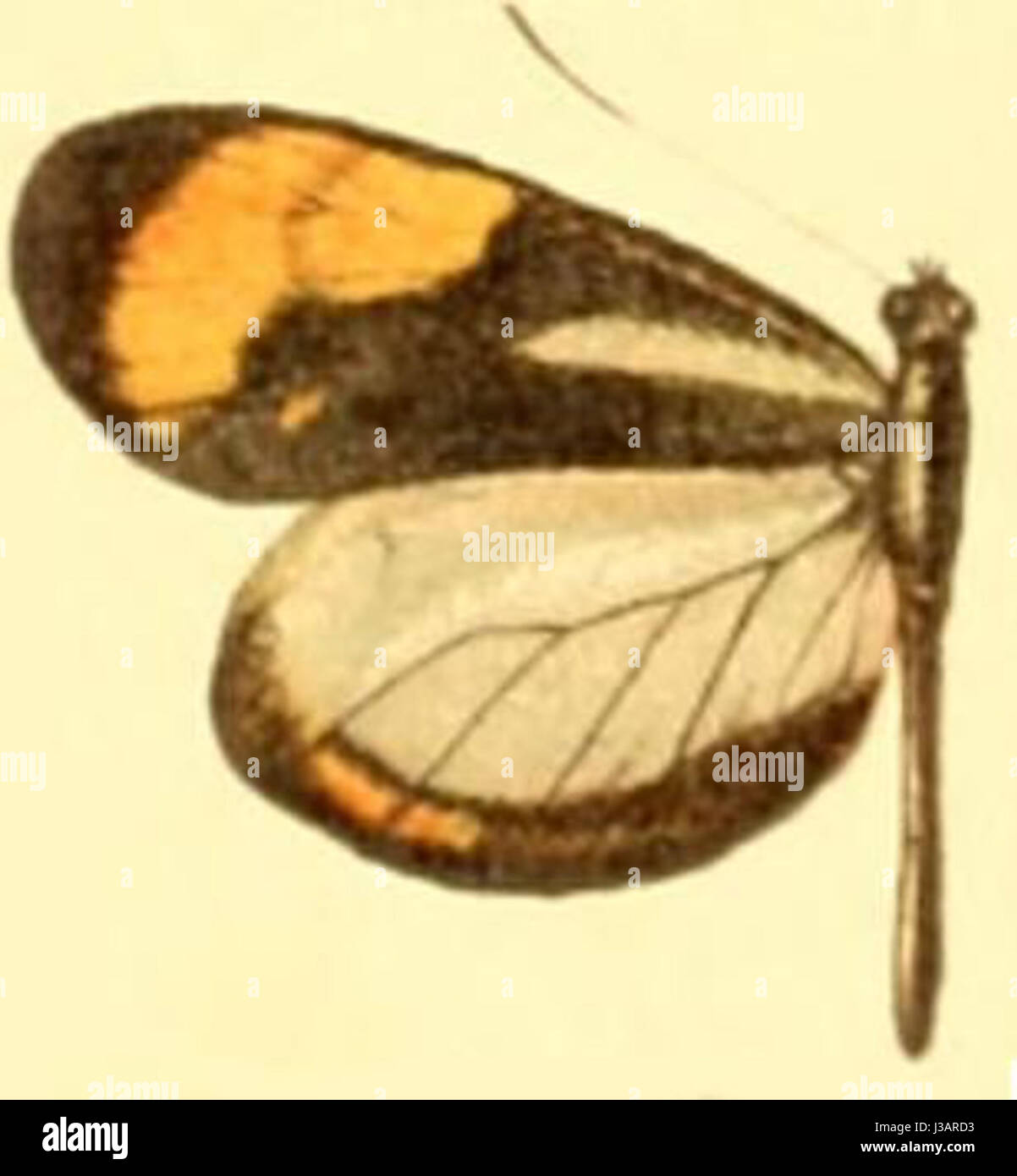 Dismorphia theucharila leuconoe ist eine Schmetterlingsart in Mittel- und Südamerika. Diese Art ist bekannt für ihre charakteristischen weißen und schwarzen Flügel und ihr Lebensraum umfasst tropische Wälder. Stockfoto