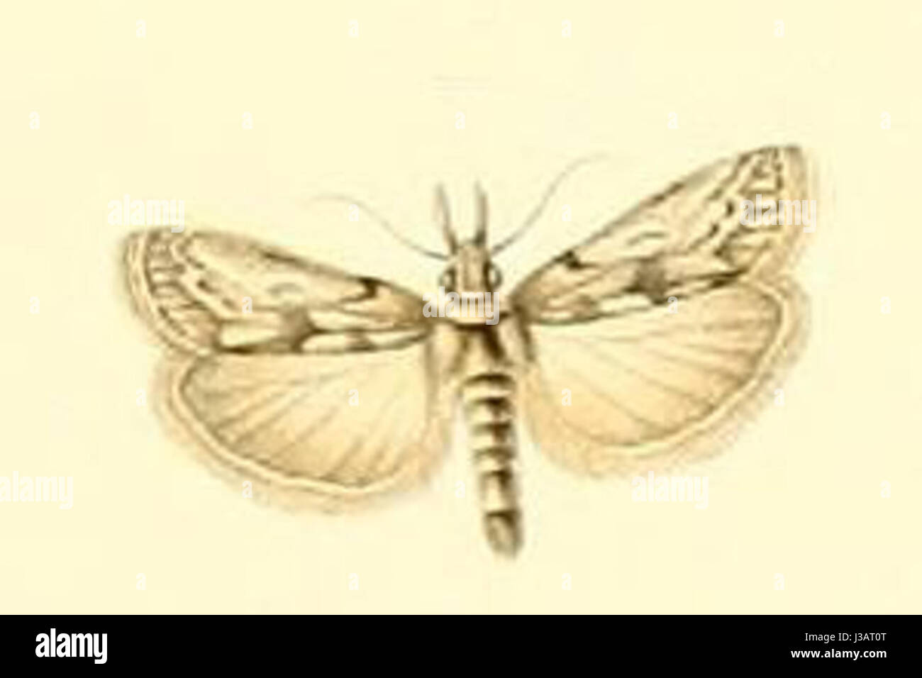 Dioryctria robiniella ist eine Mottenart aus der Familie der Pyralidae. In Nordamerika ist er für seine Larven bekannt, die Nadelbäume befallen. Die Larven laufen in den Kiefernwald und verursachen Schäden. Die adulte Form der mothâ ist durch bräunliche Vorderflügel und markante Markierungen gekennzeichnet. Er spielt eine Rolle in Waldökosystemen, wird aber aufgrund seiner Auswirkungen auf die Forstwirtschaft als Schädling angesehen. Stockfoto