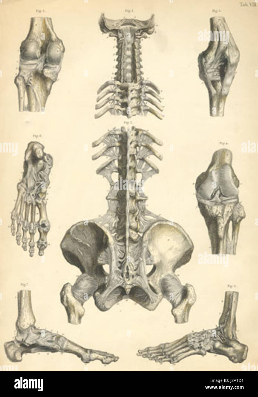 Dr. Bock Plate 08 bezieht sich wahrscheinlich auf eine medizinische oder historische Platte, möglicherweise Teil einer Sammlung anatomischer oder historischer Illustrationen. Sie kann mit der Arbeit eines Gelehrten oder Arztes in Verbindung gebracht werden. Stockfoto