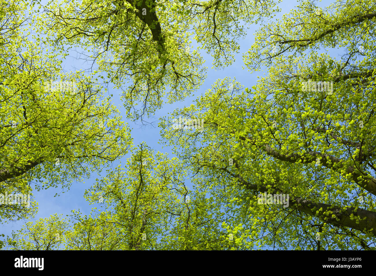 Baysgarth Park, Barton-upon-Humber, North Lincolnshire, UK. 4. Mai 2017. Großbritannien Wetter. Bäume gegen einen strahlend blauen Himmel an einem Frühling Nachmittag. Bildnachweis: LEE BEEL/Alamy Live-Nachrichten Stockfoto