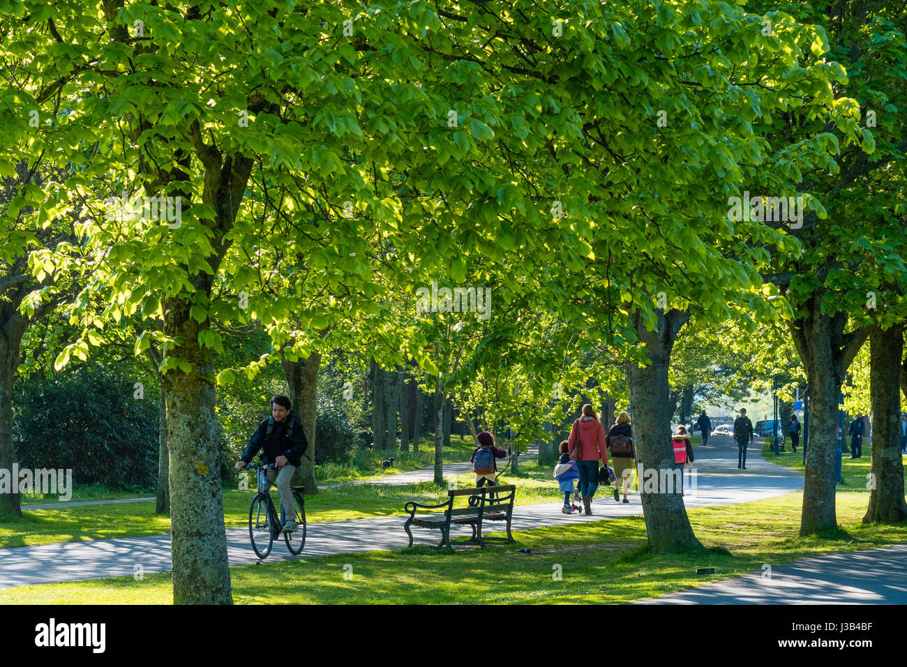 Aberystwyth, Wales, UK. 5. Mai 2017. UK-Wetter: Menschen wandern und Radfahren entlang des Allee Plascrug Parks in der Frühlingssonne warm am frühen Morgen in Aberystwyth Wales UK. Viel des Nordens des Vereinigten Königreichs wird voraussichtlich hellen sonnigen und warmen Photo Credit: Keith Morris/Alamy Live-Nachrichten Stockfoto