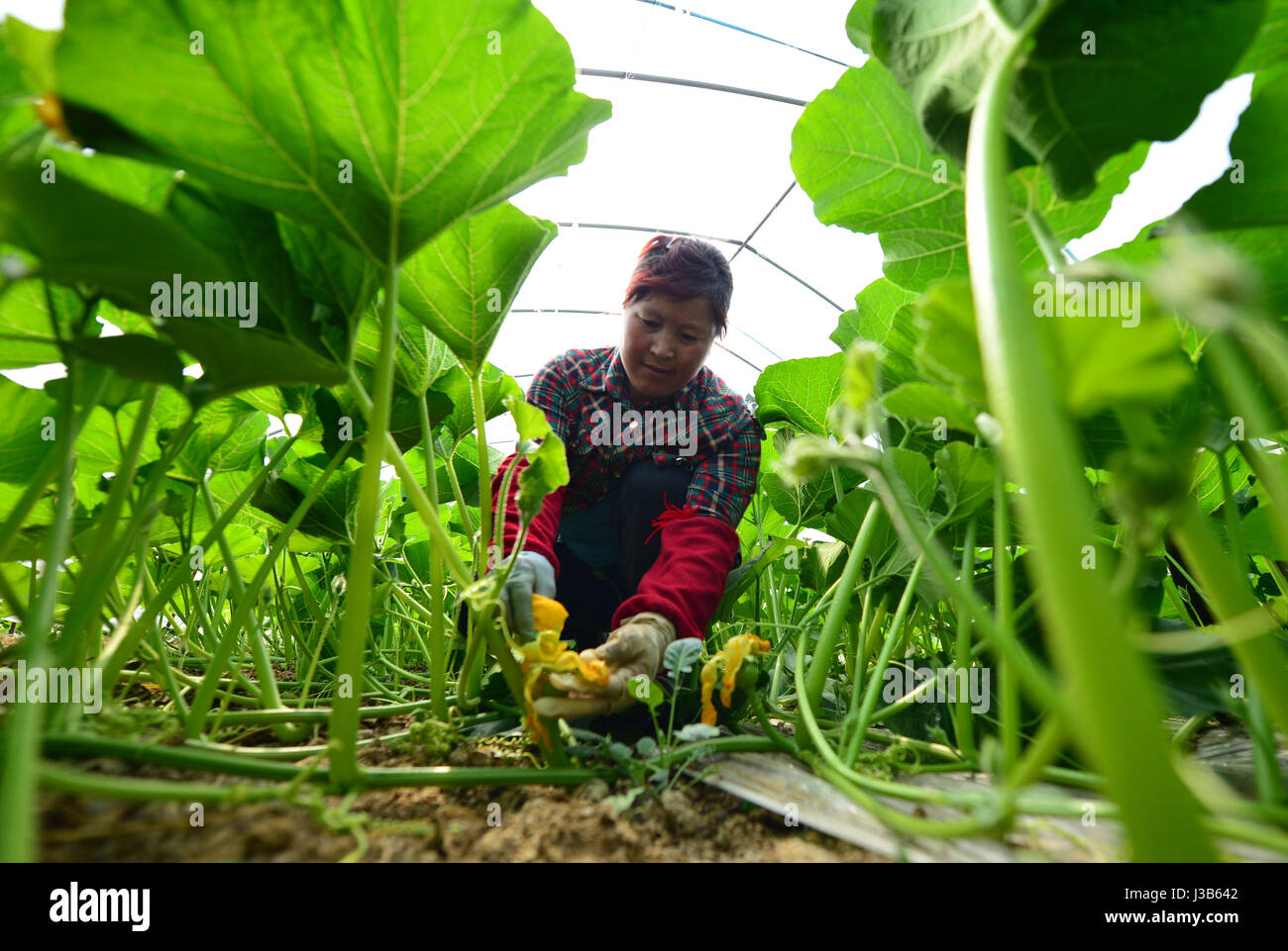 Hefei. 5. Mai 2017. Ein Bauer arbeitet an einer pflanzlichen Plantage in Hefei, Anhui Provinz Ost-China, 5. Mai 2017, die Tag "Lixia", den Beginn des Sommers, der 7. Begriff Chinas 24 Solar Begriffe. Bildnachweis: Xu Yong/Xinhua/Alamy Live-Nachrichten Stockfoto