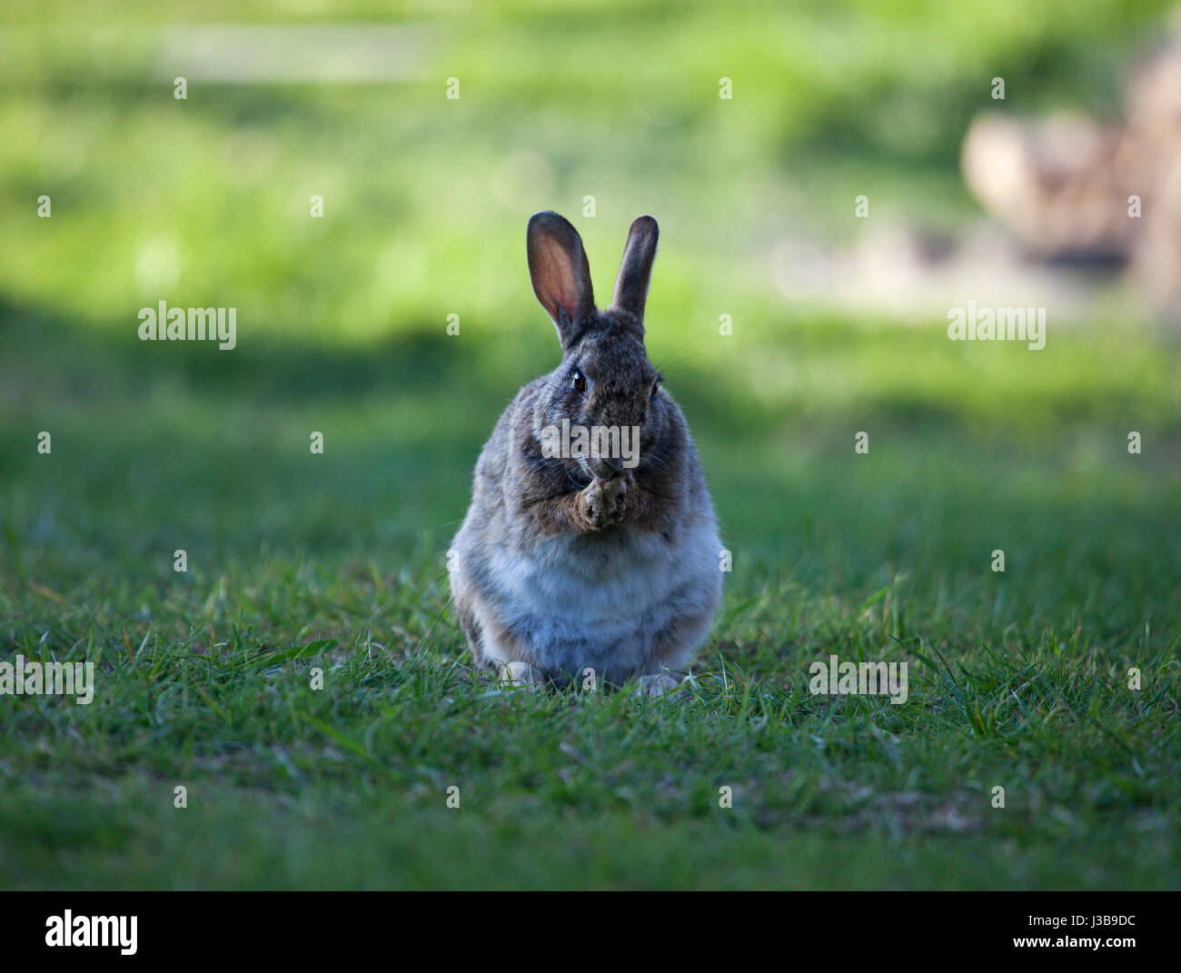 Teesdale, County Durham UK. Freitag, 5. Mai 2017. Großbritannien Wetter. Am Ende eines anderen hellen und sonnigen Tages mit ununterbrochenen Sonnenschein in Nordengland sitzt ein Mauser Kaninchen im Schatten für eine saubere. Bildnachweis: David Forster/Alamy Live-Nachrichten Stockfoto