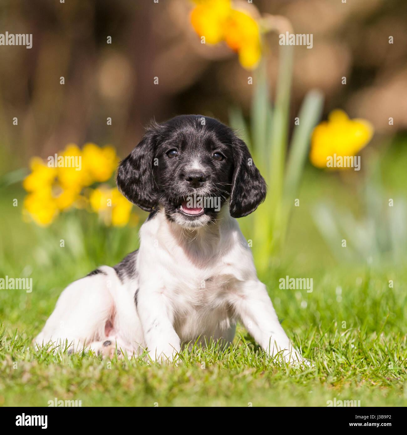 Einen 6 Wochen alten English Springer Spaniel Welpen im Vereinigten Königreich Stockfoto