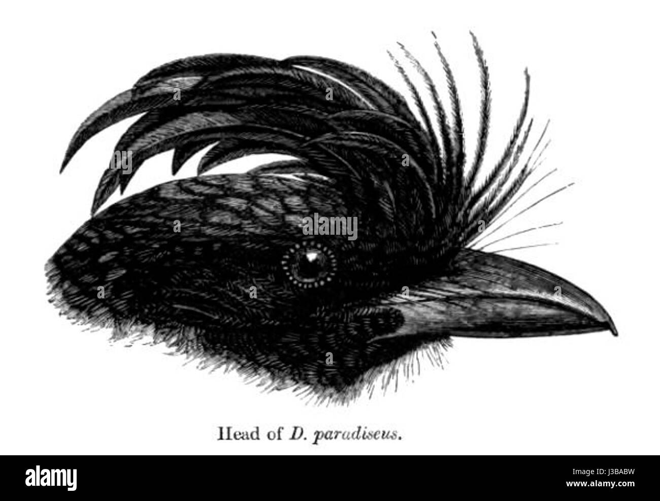 Dieser Titel bezieht sich auf den Kopf des Dicrurus paradiseus, auch bekannt als das Paradies Drongo, eine in Südasien heimische Vogelart, die für ihr markantes Aussehen und ihren langen Schwanz bekannt ist. Stockfoto