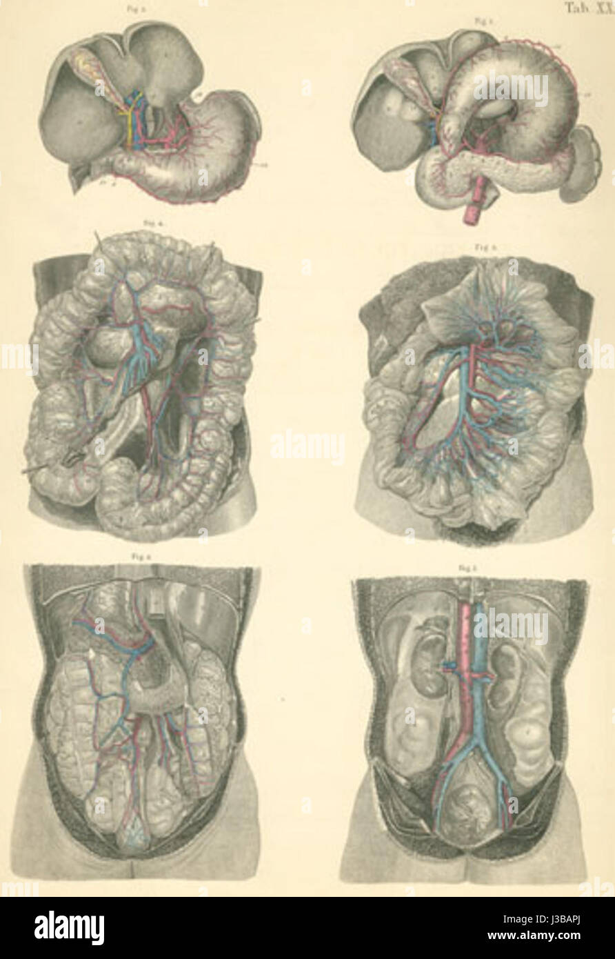 „Dr. Bock Plate 35“ bezieht sich wahrscheinlich auf eine detaillierte medizinische oder anatomische Abbildung von Dr. Bock. Die Platte zeigt wahrscheinlich ein bestimmtes medizinisches Thema, das möglicherweise mit der menschlichen Anatomie oder einem medizinischen Zustand in Zusammenhang steht, mit wissenschaftlicher Genauigkeit und Detailgenauigkeit. Stockfoto