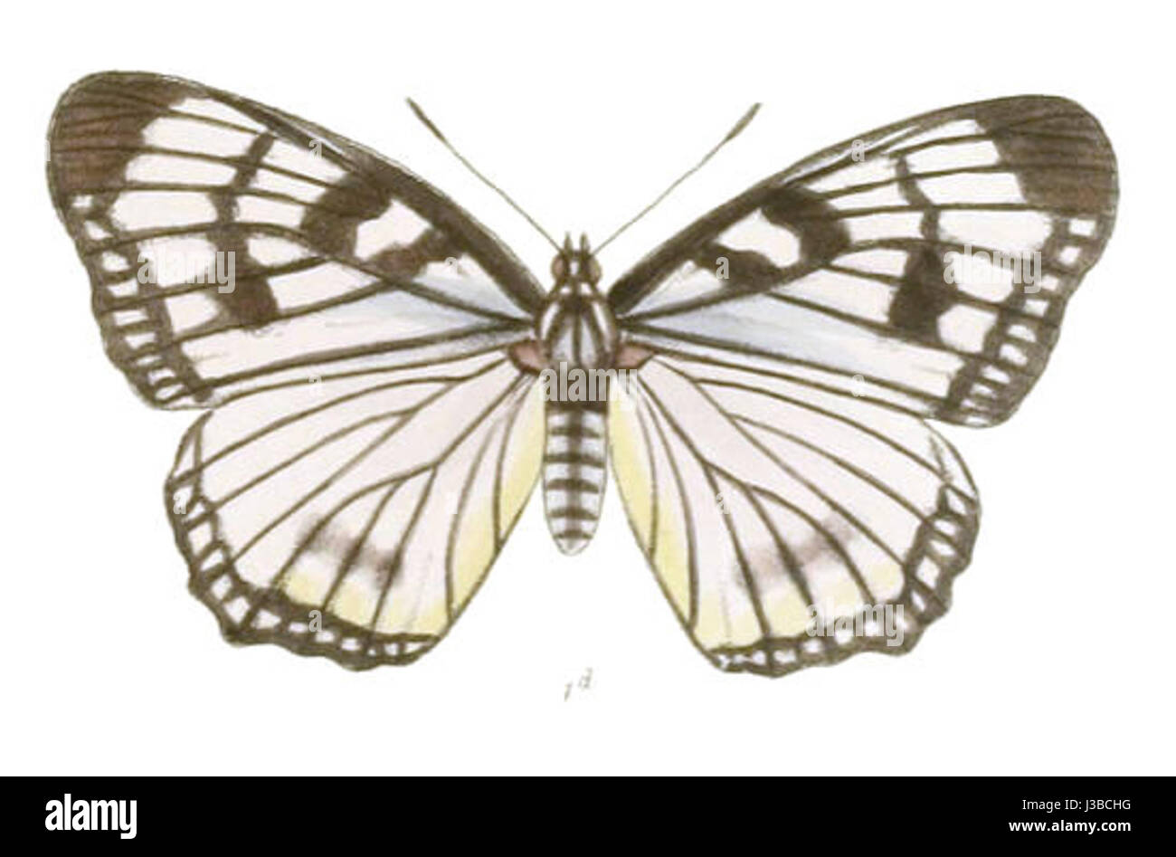 EuripusConsimilis205 1D Stockfoto